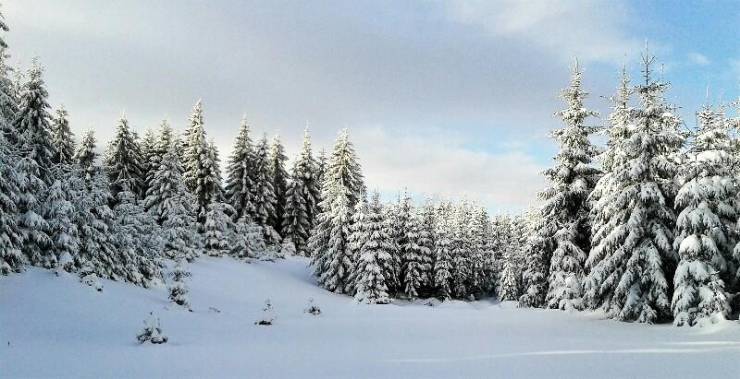 Зимний лес в Чехии