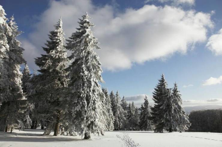 Зимний лес в Шварцвальде