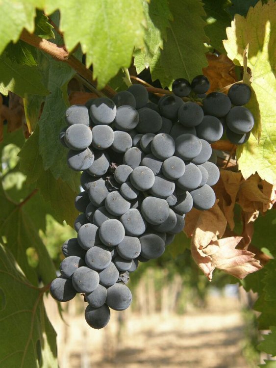 Виноград сорта Монтепульчано