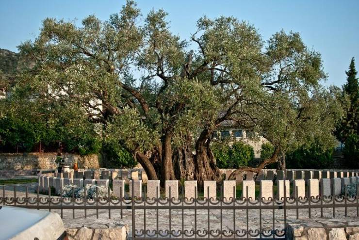 Древнее оливковое дерево