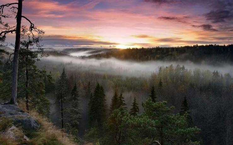 Туман в лесах Финляндии