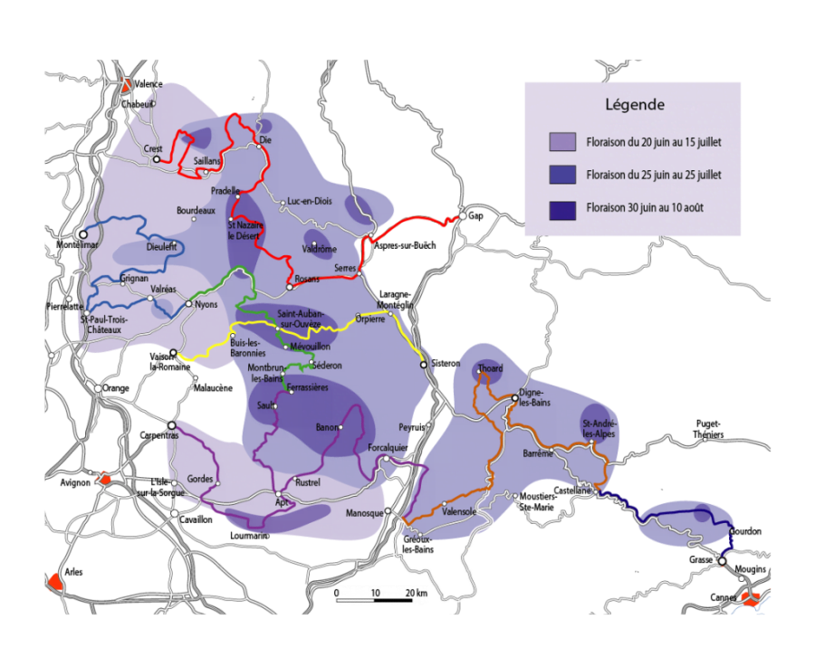 Карта лавандовых полей 