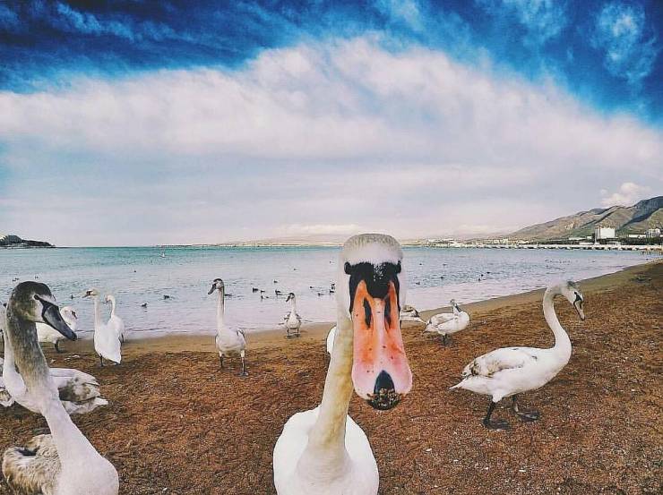 Лебеди на пляже Геленджика. Фото - @lovegen