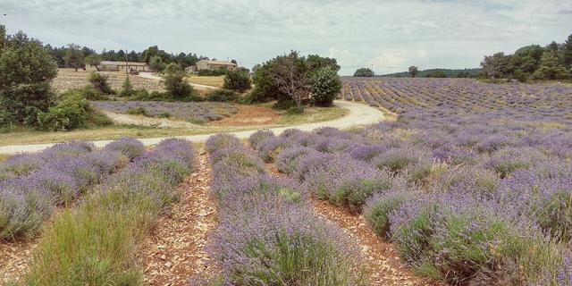 Город Лавандовые поля Прованса