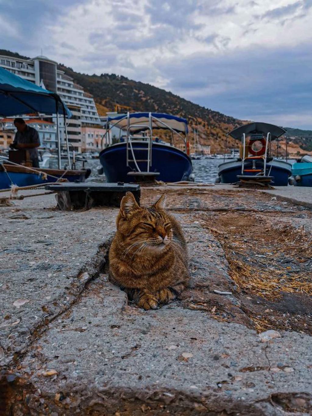 Котик на набережной