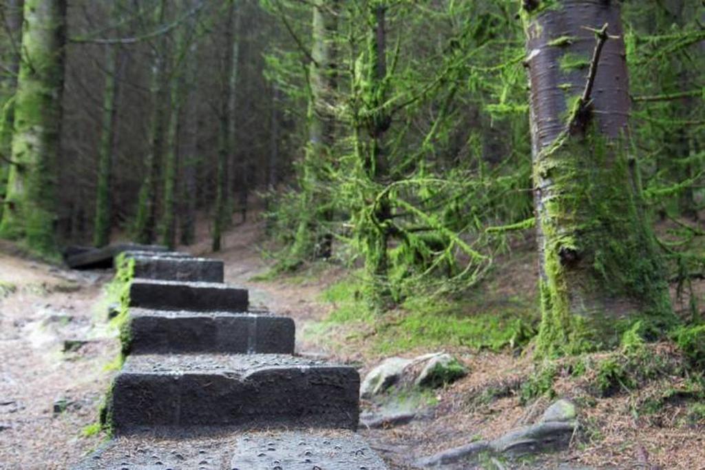Ступеньки, ведущие сквозь лес на гору.