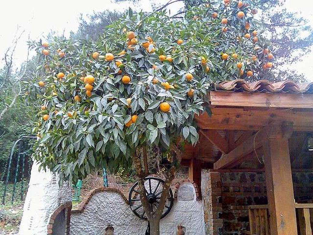Турунч. Апельсины