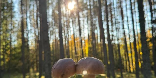 Экскурсия: Грибная прогулка в лесу под Вильнюсом