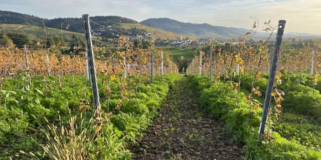 Экскурсия: Винная дорога Баден-Бадена