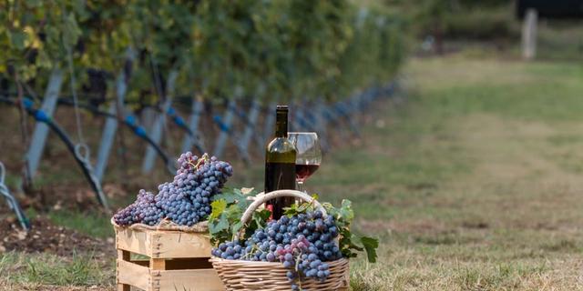 Экскурсия: Эногастрономическое путешествие: секреты Amarone