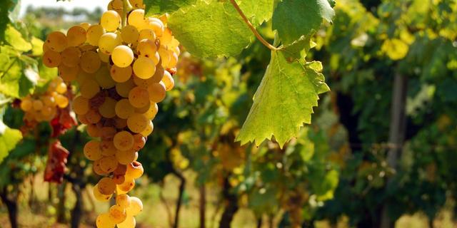 Экскурсия: Искусство виноделия у подножия Рима — формат «Всё включено»