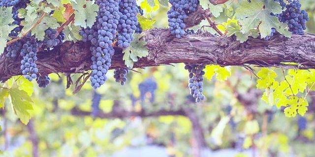 Экскурсия: Душевная поездка на винодельню