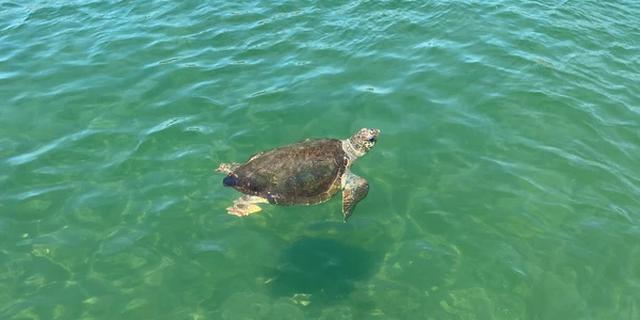 Экскурсия: По реке Дальян и в Долину крабов — из Мармариса