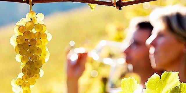 Экскурсия: Винная поездка в Сотэрн и Грав. Ожерелье вкуса