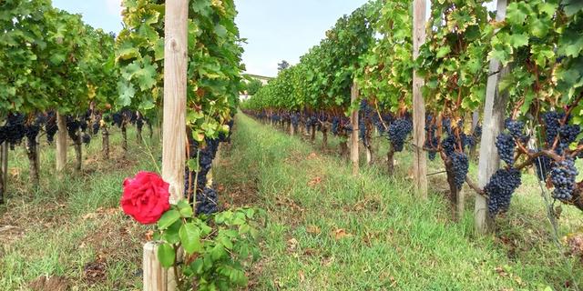 Экскурсия: Экскурсия на винодельни Сент-Эмильона