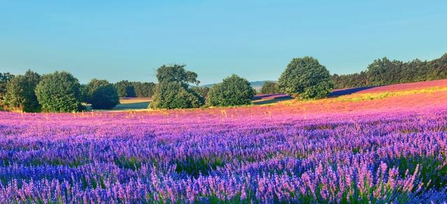 Экскурсия: Богема, ароматы и гастрономия Лазурного берега