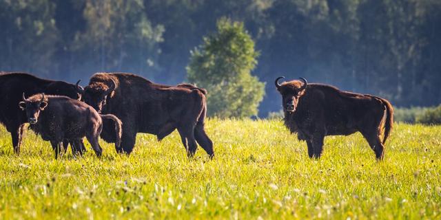 Экскурсия: Из Бреста — в Беловежскую пущу