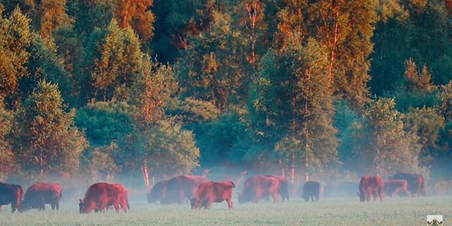 Экскурсия: Красота Брестской земли: Беловежская пуща и не только за 1 день