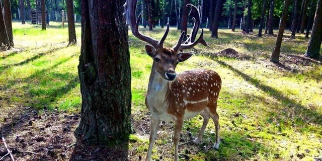Экскурсия: Беловежская пуща: по дороге к наследию предков — из Бреста