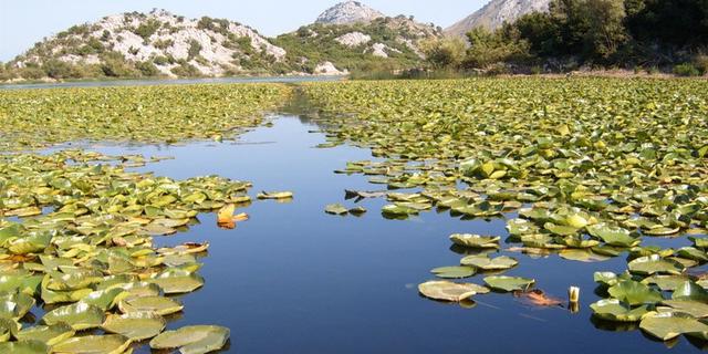 Экскурсия: Идиллическая прогулка по Скадарскому озеру