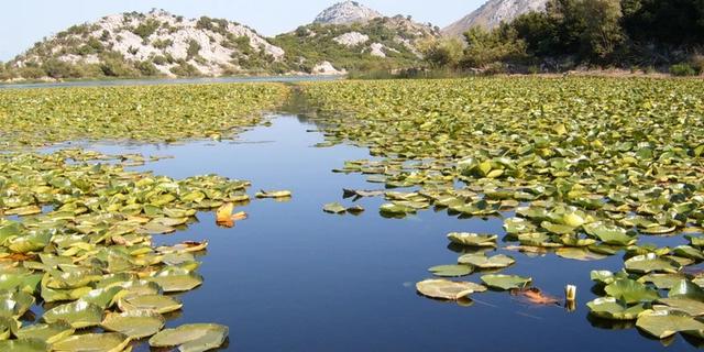 Экскурсия: Идиллическая прогулка по Скадарскому озеру