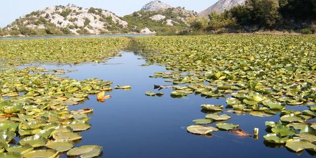 Экскурсия: Идиллическая прогулка по Скадарскому озеру