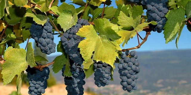 Экскурсия: Винные дороги Черногории