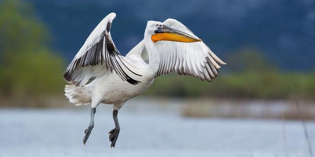 Экскурсия: По Черногории с биологом в индивидуальном формате: флора, фауна и история курортов и нацпарков