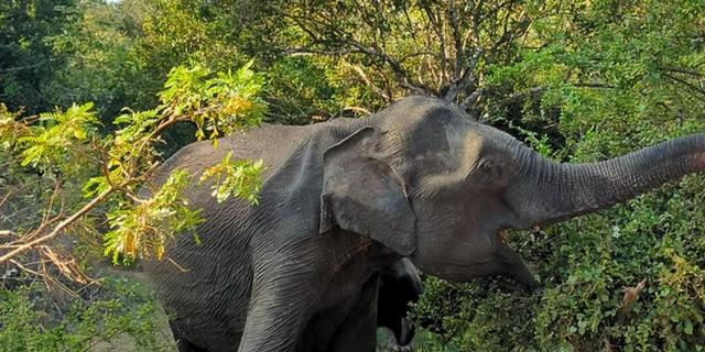 Экскурсия: Джип-сафари в национальном парке Яла. Групповая экскурсия
