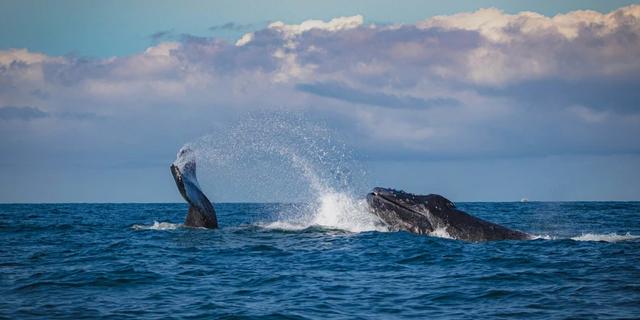 Экскурсия: Навстречу китам: морское приключение у берегов Шри-Ланки