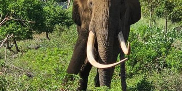 Экскурсия: Животный мир Шри-Ланки: сафари по Ридиягаме, змеи и крокодилы