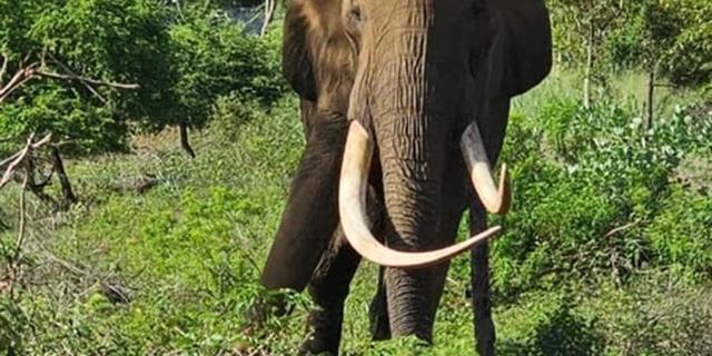 Экскурсия: Животный мир Шри-Ланки: сафари по Ридиягаме, змеи и крокодилы