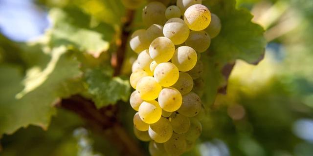 Экскурсия: Винные дороги Анапы