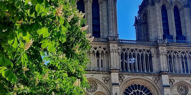 Экскурсия: Сердце Парижа: остров Сите и Нотр-Дам