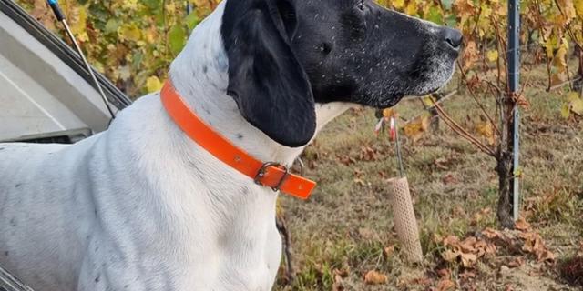 Экскурсия: Охота на трюфель в окрестностях Альбы