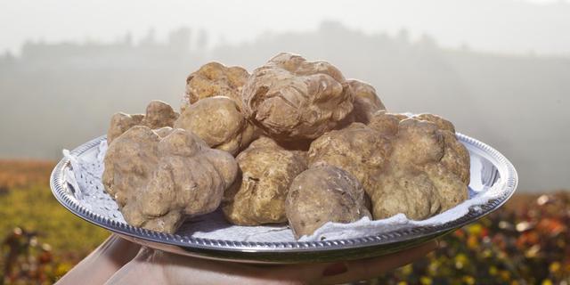 Экскурсия: Охота на трюфель в Пьемонте