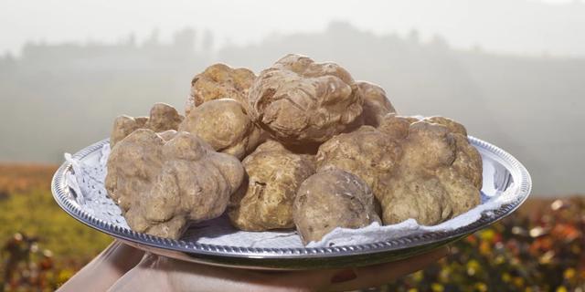 Экскурсия: Охота на трюфель в Пьемонте