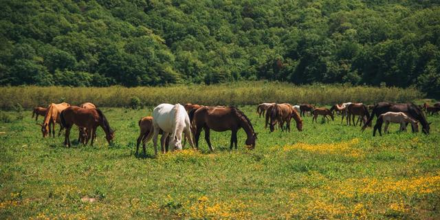 Экскурсия: Конная прогулка в горах Геленджика