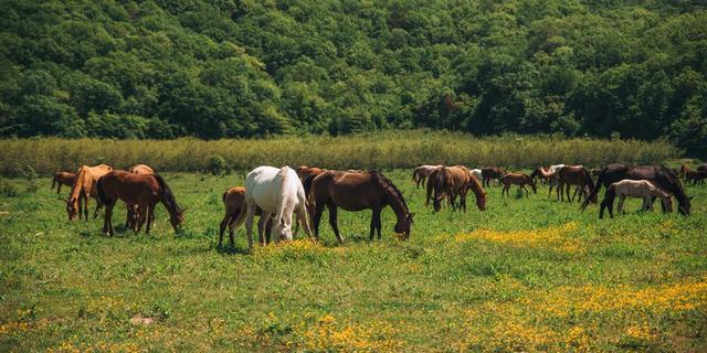 Экскурсия: Конная прогулка в горах Геленджика