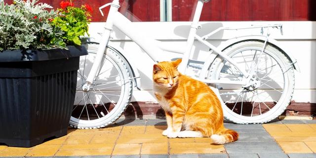 Экскурсия: Зеленоградск глазами прусских котов