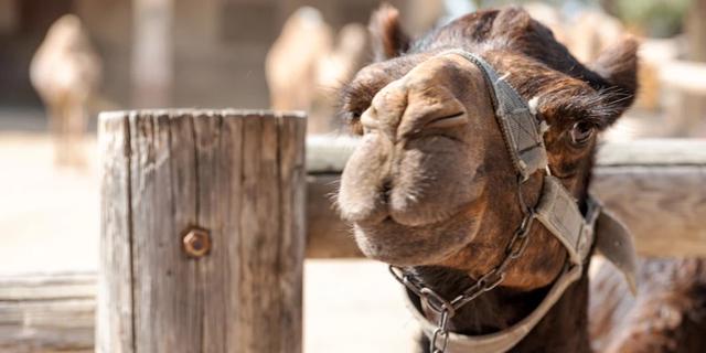 Экскурсия: Веселый день для всей семьи в парке развлечений