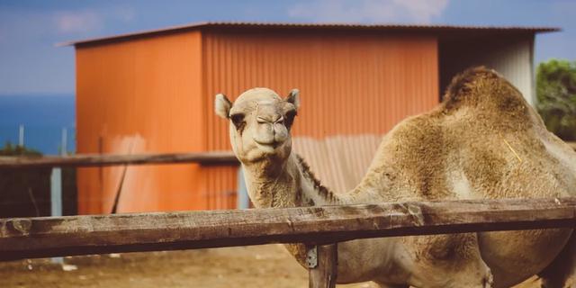 Экскурсия: Верблюды, мечеть и соляная пустыня: семейное путешествие по Кипру