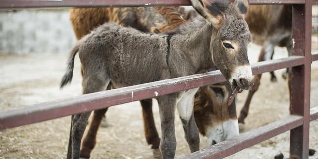 Экскурсия: Всё о Кипре: семейное путешествие