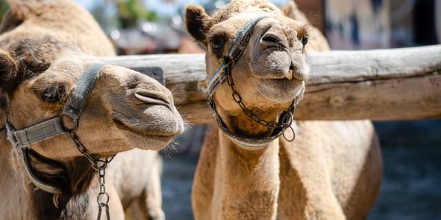 Экскурсия: Верблюды, мечеть и соляная пустыня: семейное путешествие по Кипру