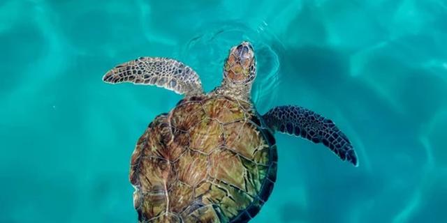 Экскурсия: На каяках — к черепахам