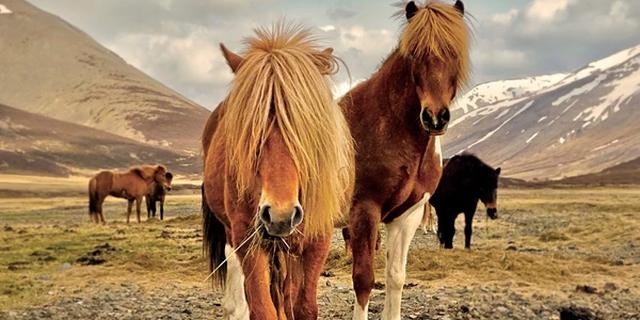 Экскурсия: Лёд и пламя: природные соĸровища южного и западного побережий Исландии и Золотого кольца