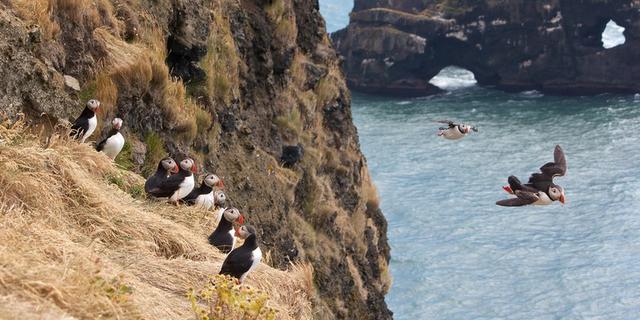 Экскурсия: Исследовать южный берег Исландии
