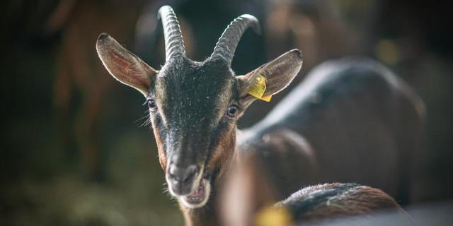 Экскурсия: Групповая экскурсия по экоферме и сыроварне в Луховицах — из Коломны