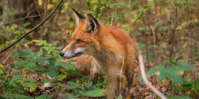 Экскурсия: Куршская коса + Янтарный, Светлогорск и Зеленоградск (из Светлогорска)