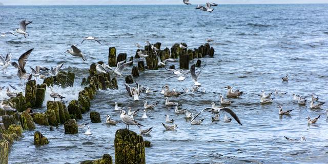 Экскурсия: Город-сказка Светлогорск